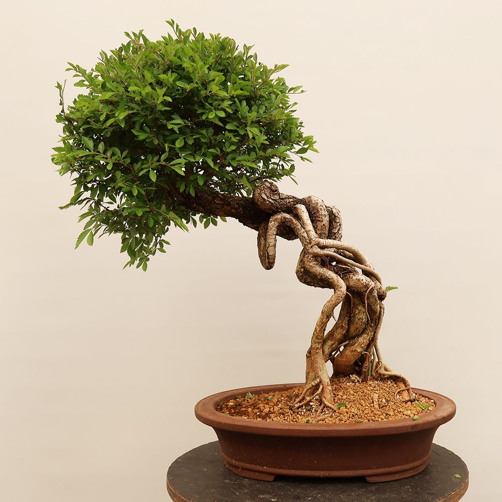 Venkovní bonsai - Zelkova - Zelkova NIRE