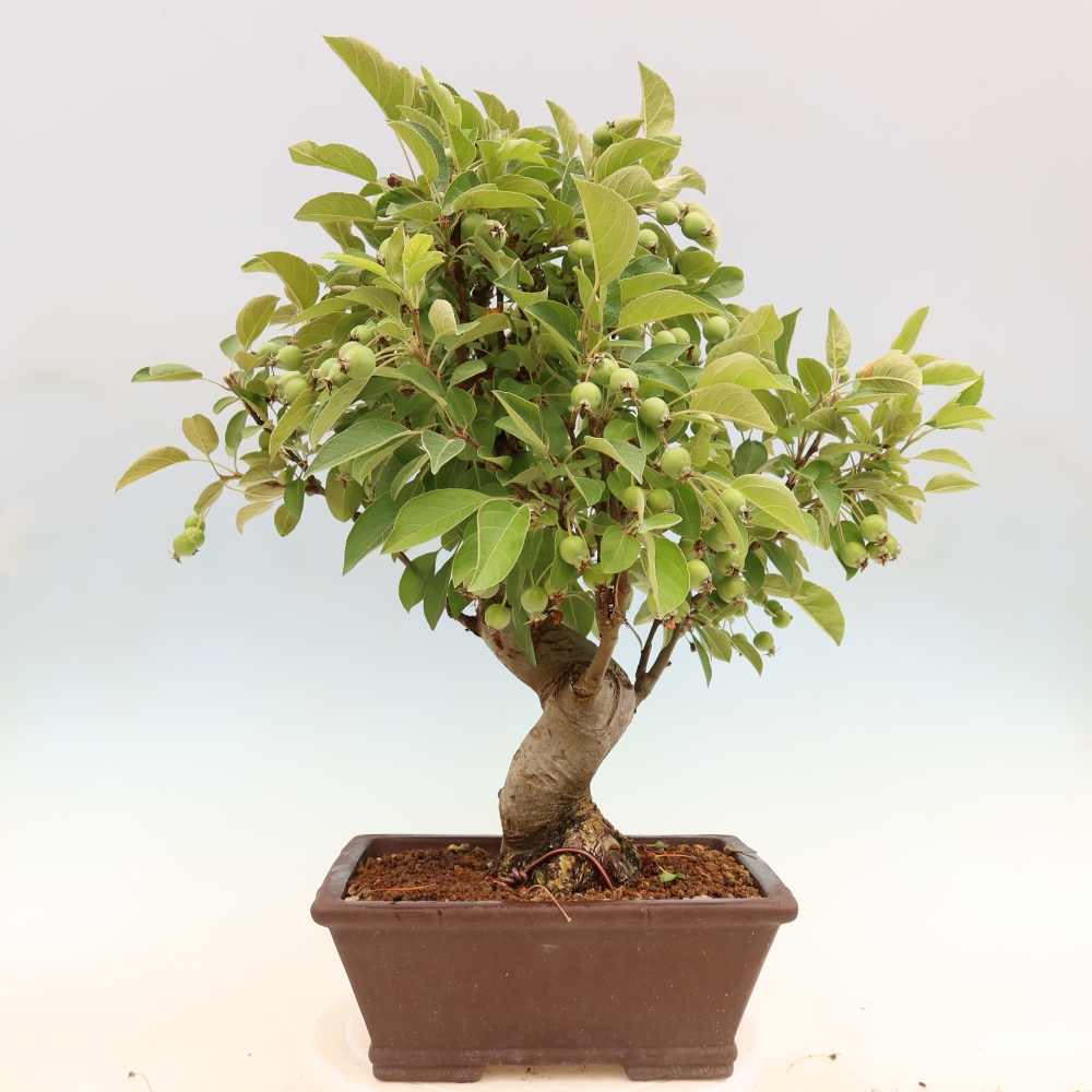 Venkovní bonsai -Malus halliana - Maloplodá jabloň
