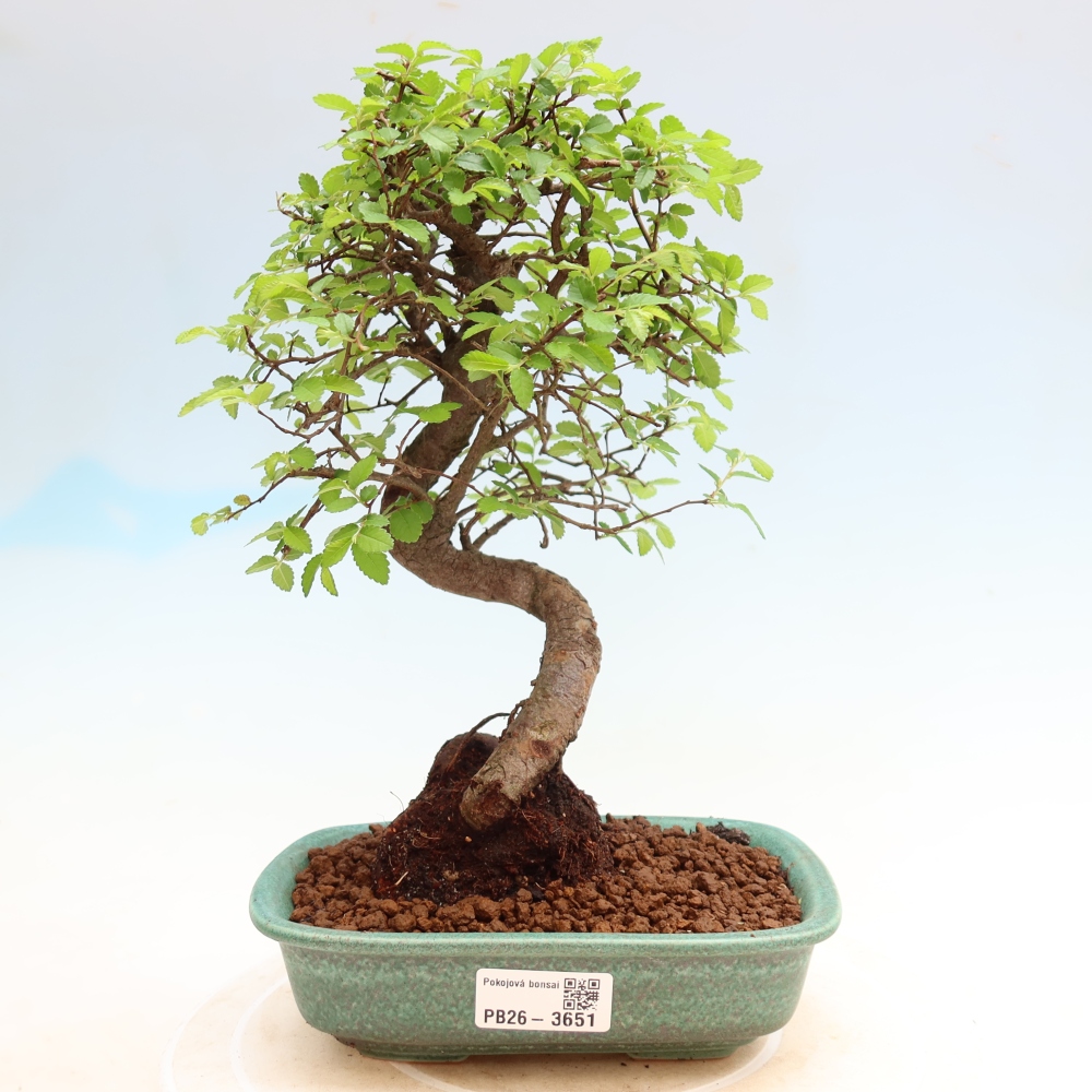 Pokojová bonsai - Ulmus parvifolia - Malolistý jilm