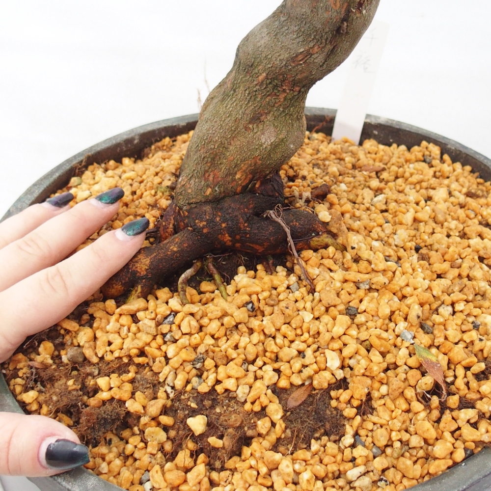 Venkovní bonsai - Japonská azalka - Azalea Chihiro