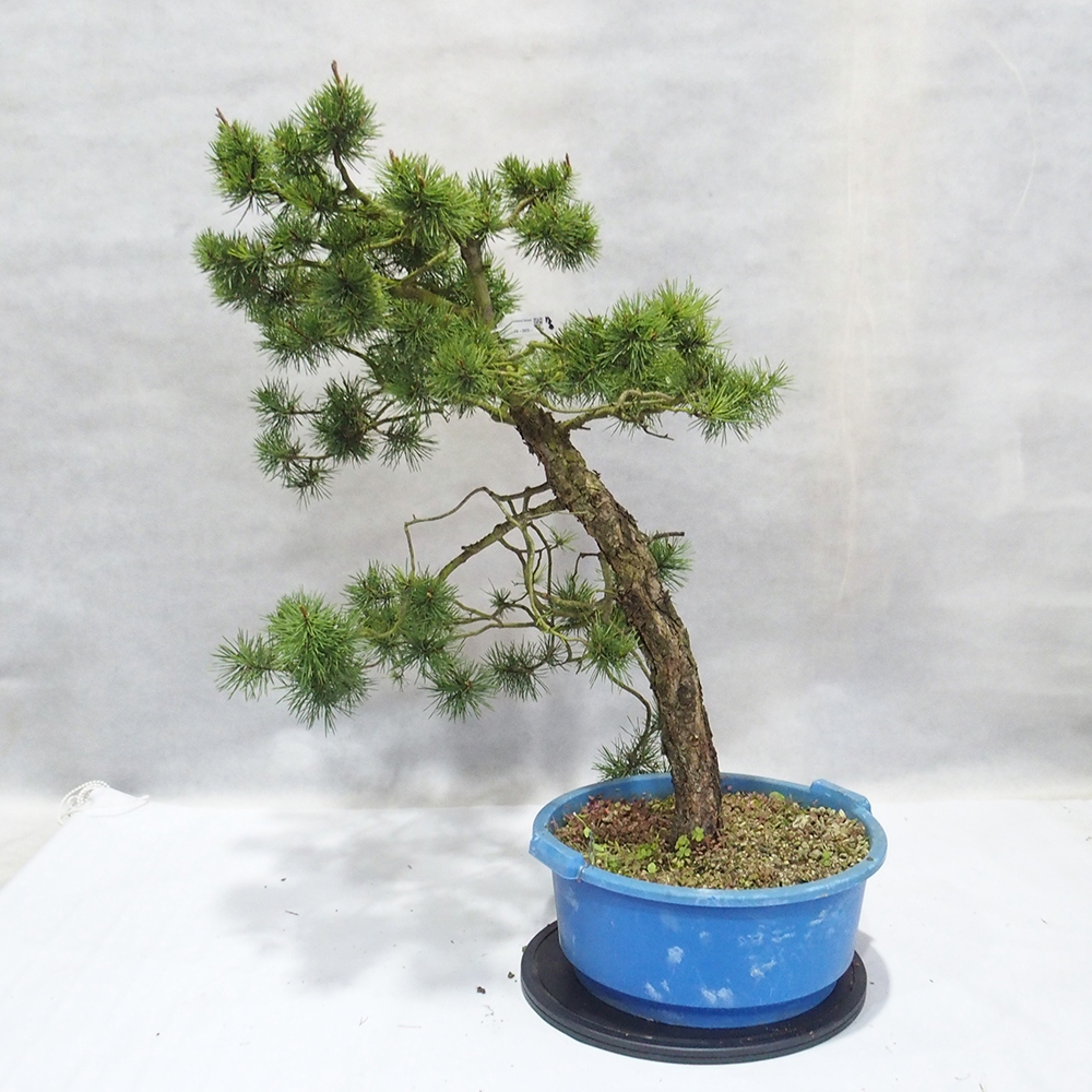 Yamadori - Pinus sylvestris 