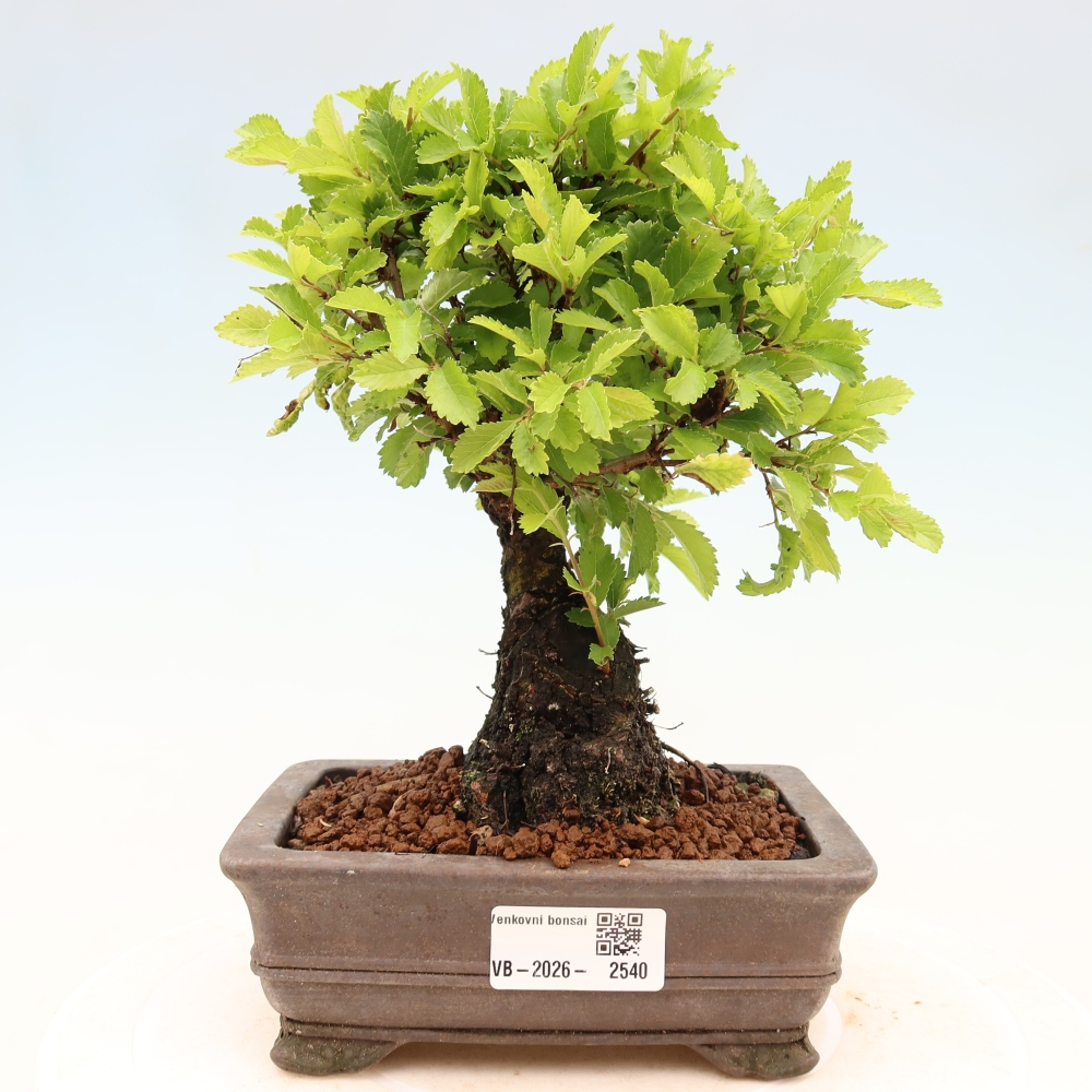Venkovní bonsai - Zelkova - Zelkova NIRE