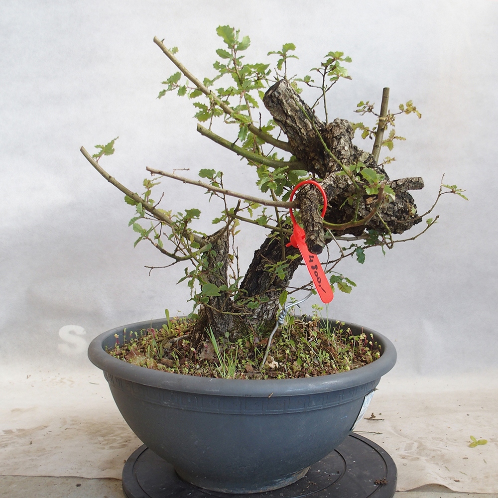 Venkovní bonsai Quercus Cerris - Dub Cer