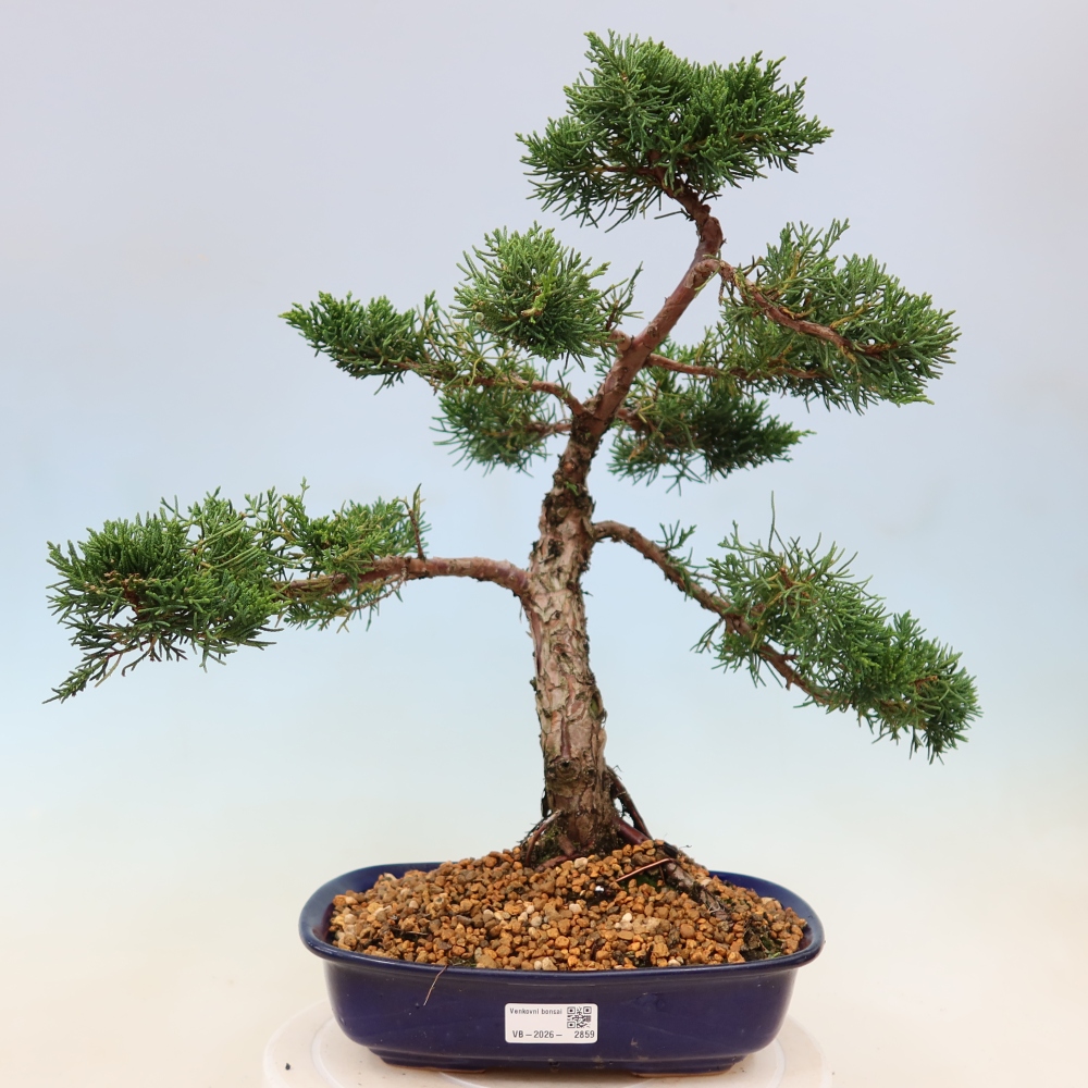 Venkovní bonsai - Juniperus chinensis Kishu -Jalovec čínský