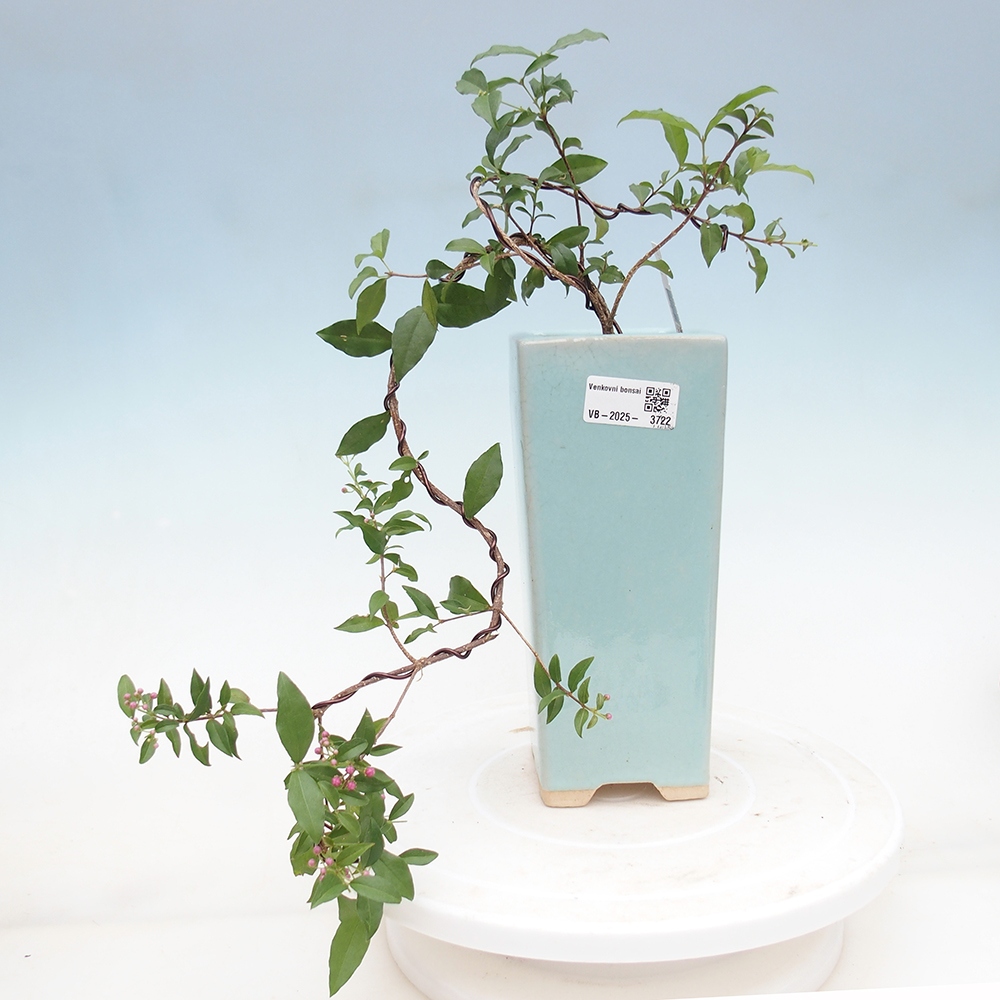 Pokojová bonsai - Malpighia coccigera- Barbdorská třešeň