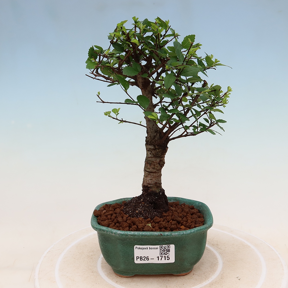 Pokojová bonsai - Ulmus parvifolia - Malolistý jilm