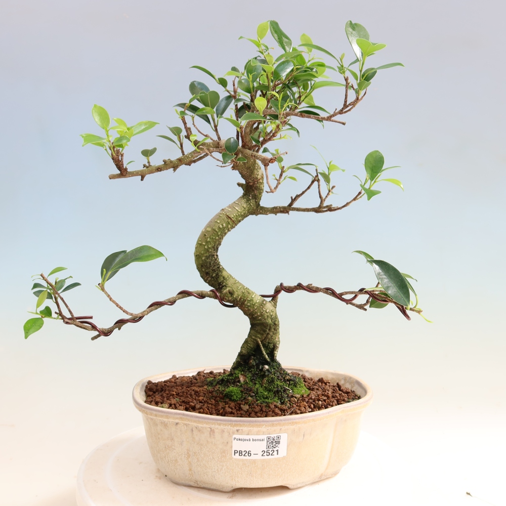 Pokojová bonsai - Ficus retusa -  malolistý fíkus