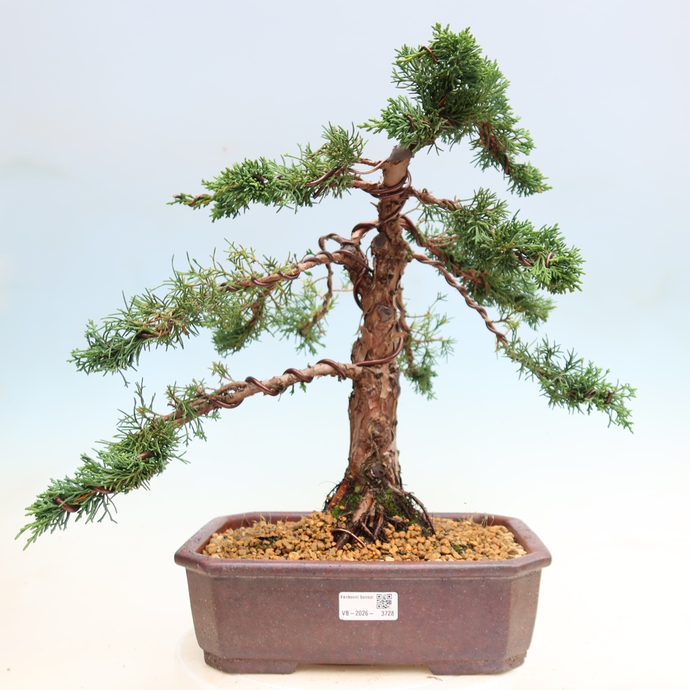Venkovní bonsai - Juniperus chinensis Kishu -Jalovec čínský