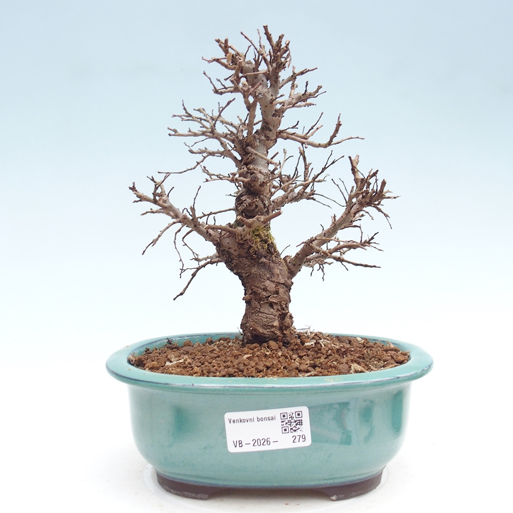 Venkovní bonsai - Zelkova - Zelkova NIRE