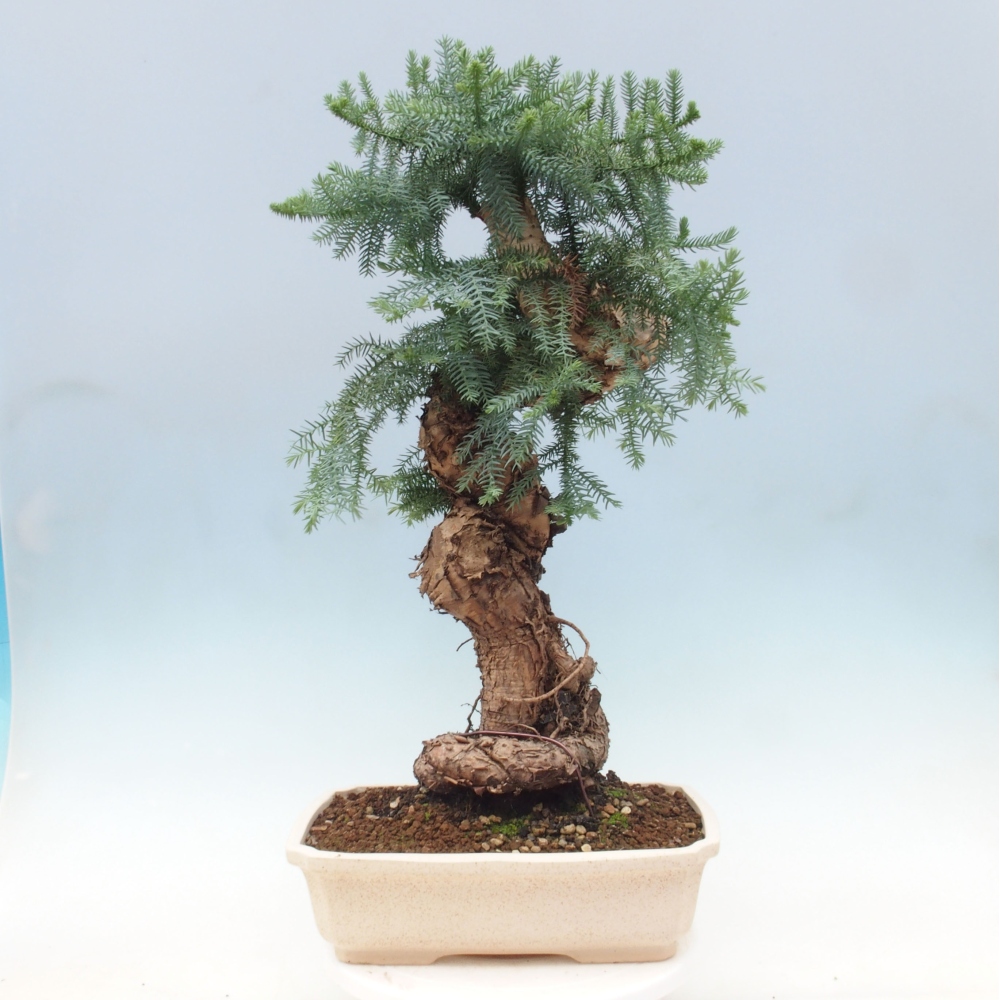 Pokojová bonsai - Araukarie - pokojový smrček