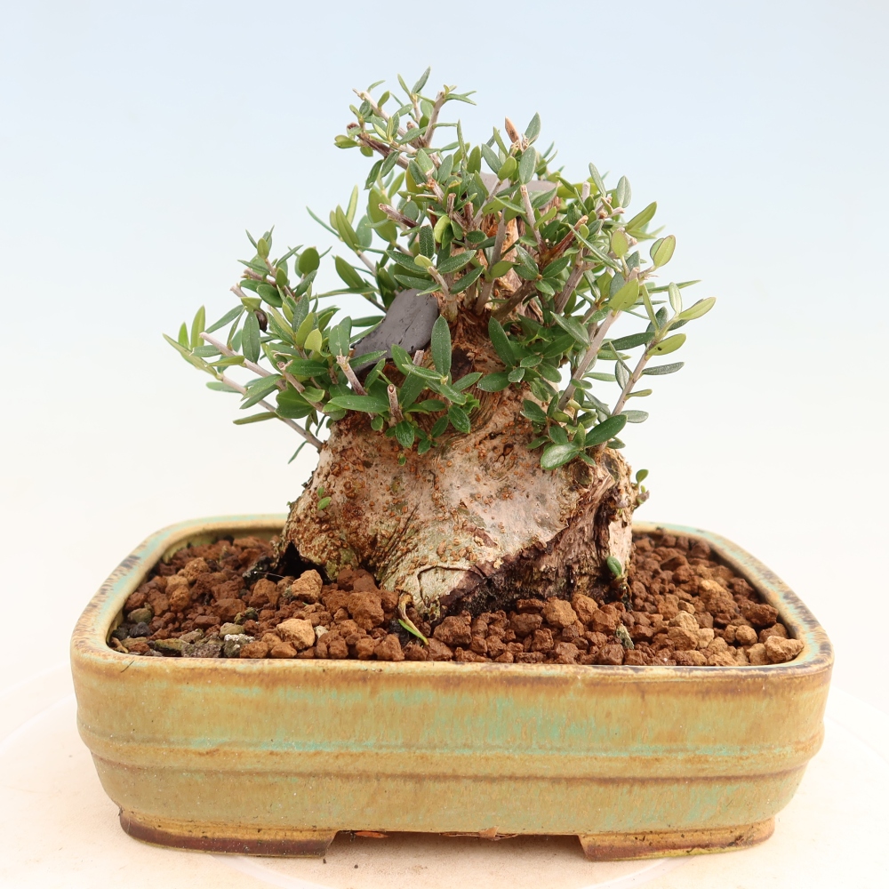 Pokojová bonsai - Olea europaea sylvestris -Oliva evropská drobnolistá