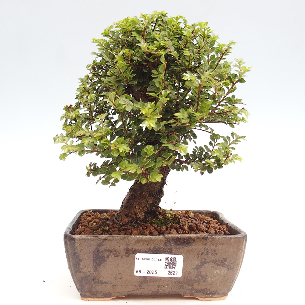 Venkovní bonsai - Ulmus parvifolia Hokkaido - jilm Čínský