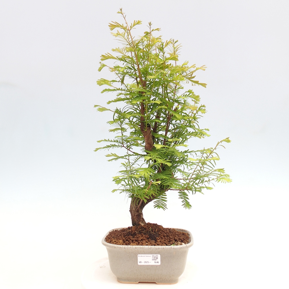 Venkovní bonsai - Metasequoia glyptostroboides - Metasekvoje čínská