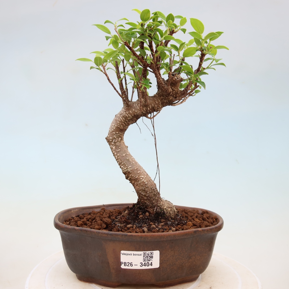 Pokojová bonsai - Ficus kimmen -  malolistý fíkus