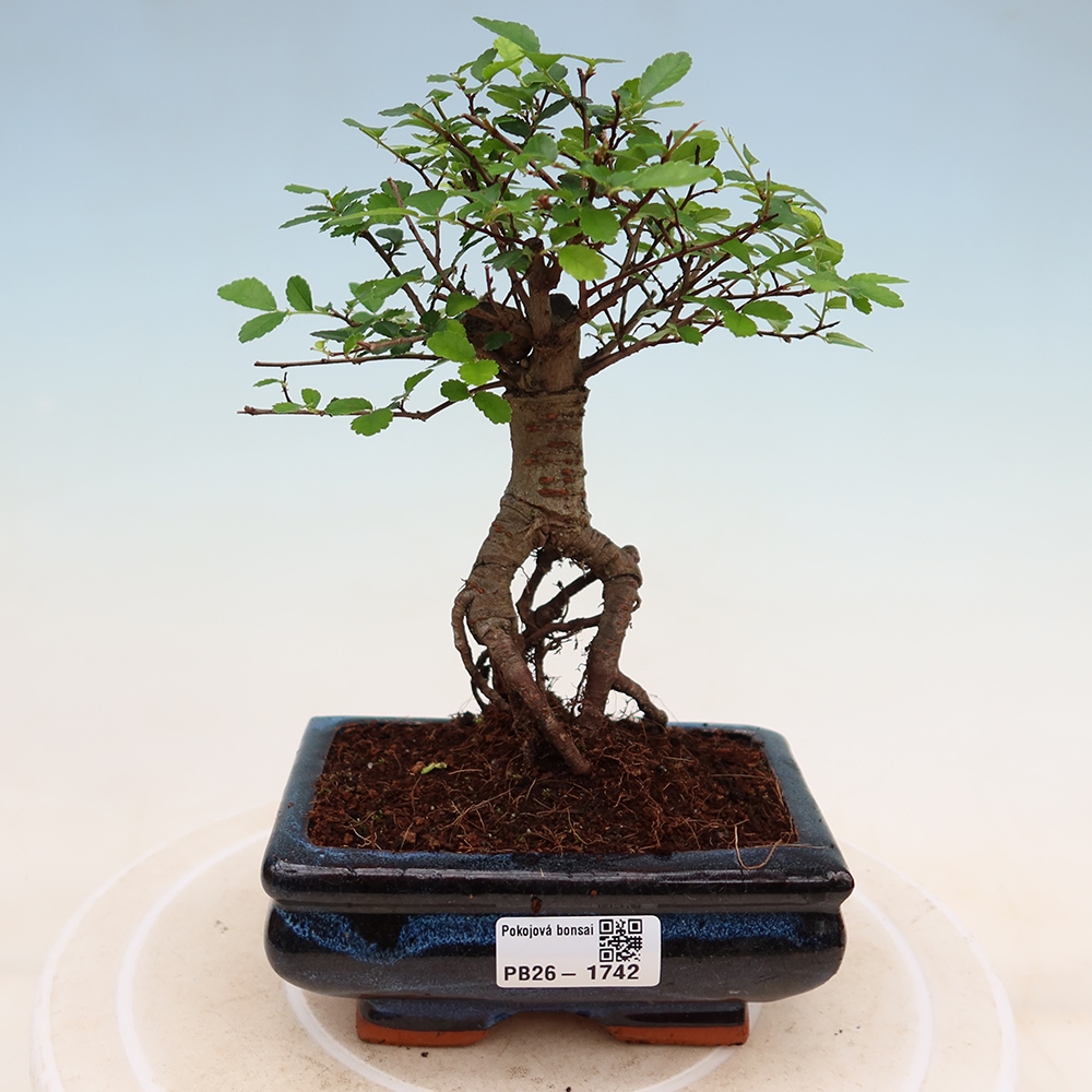 Pokojová bonsai - Ulmus parvifolia - Malolistý jilm