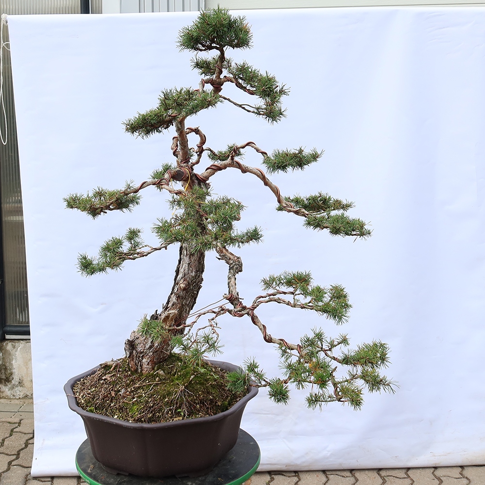 Pinus sylvestris Španělsko - borovice lesní