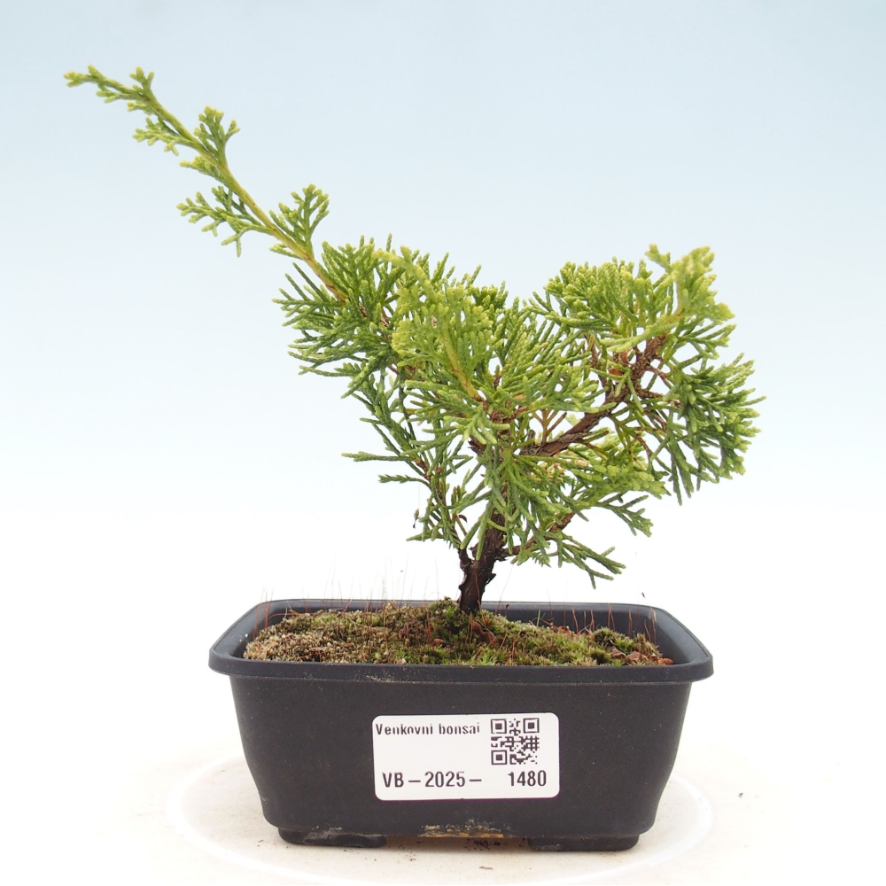 Venkovní bonsai - Juniperus chinensis Itoigawa -Jalovec čínský
