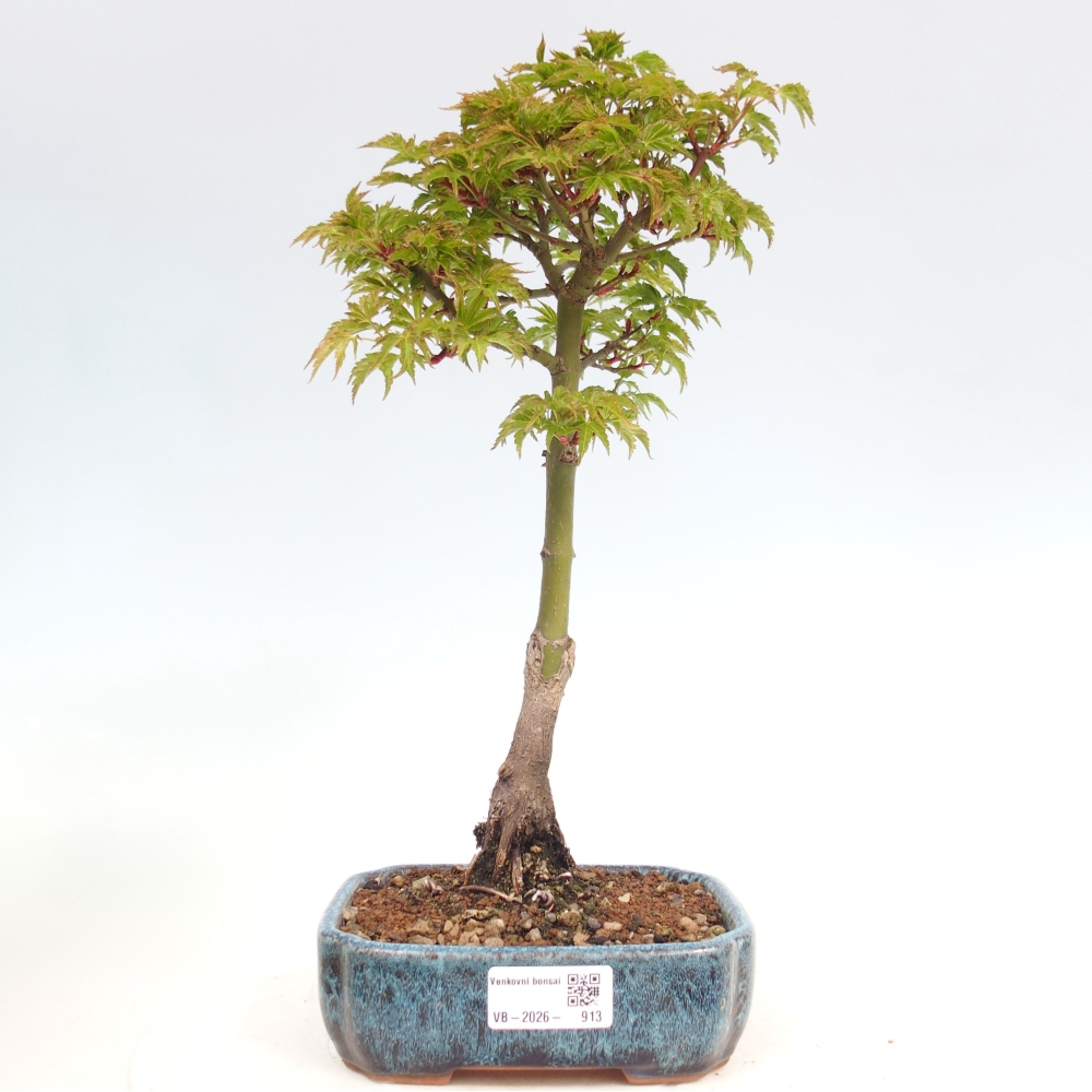 Venkovní bonsai -Javor dlanitolistý Acer palmatum Shishigashira