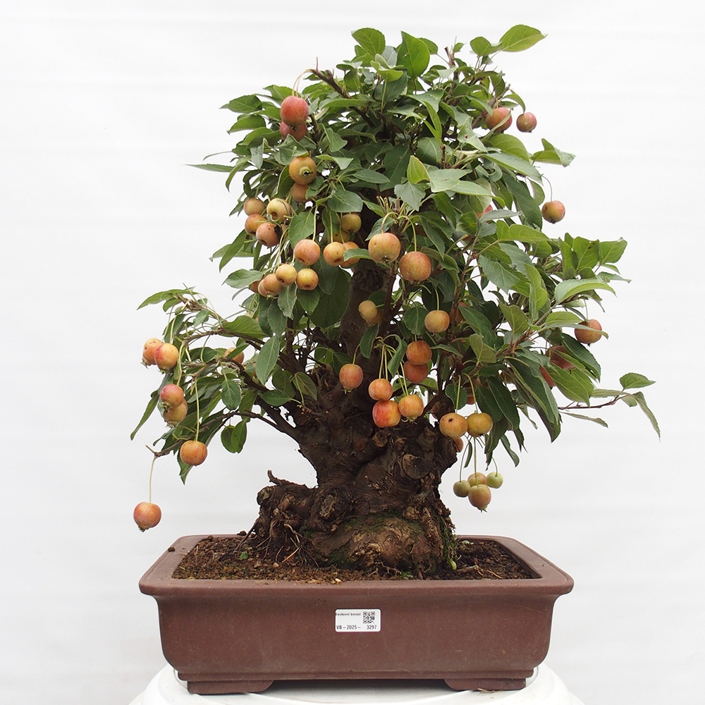 Venkovní bonsai -Malus halliana - Maloplodá jabloň