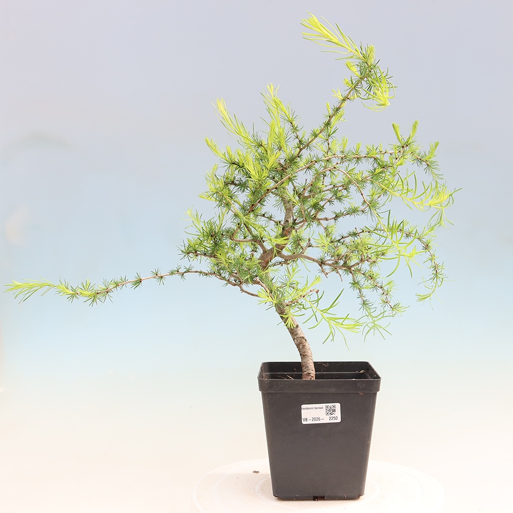 Venkovní bonsai -Larix decidua - Modřín opadavý 
