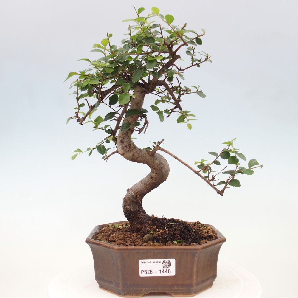 Pokojová bonsai - Ulmus parvifolia - Malolistý jilm