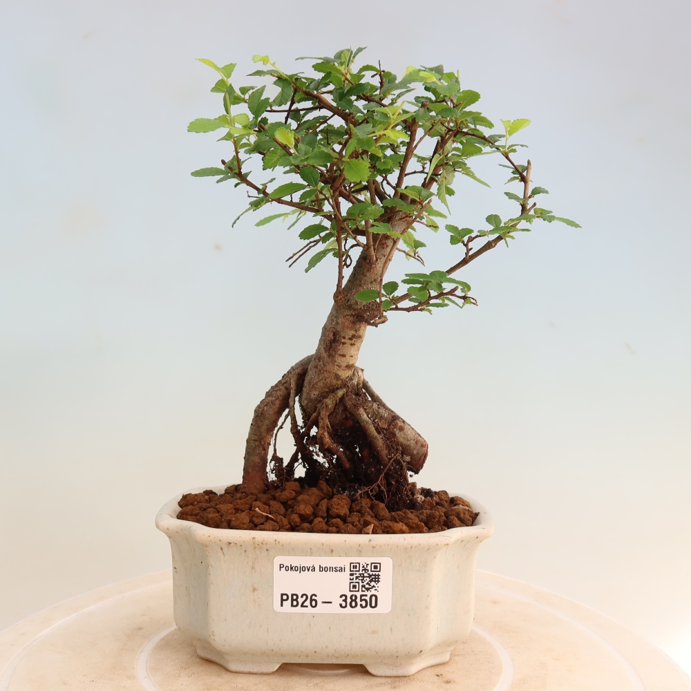 Pokojová bonsai - Ulmus parvifolia - Malolistý jilm