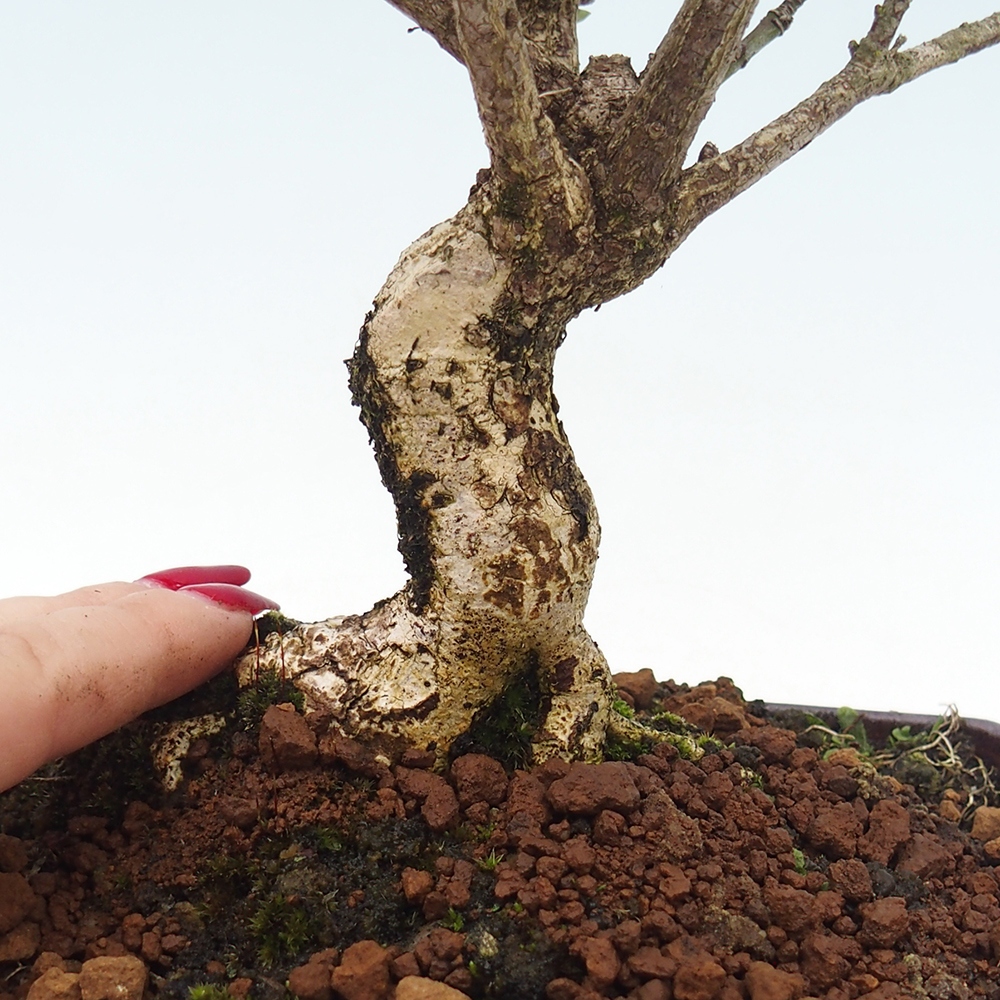 Venkovní bonsai- Brslen evropský - euonimus