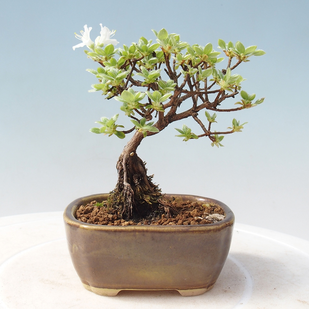 Venkovní bonsai - Rhododendron indicum - Japonská azalka
