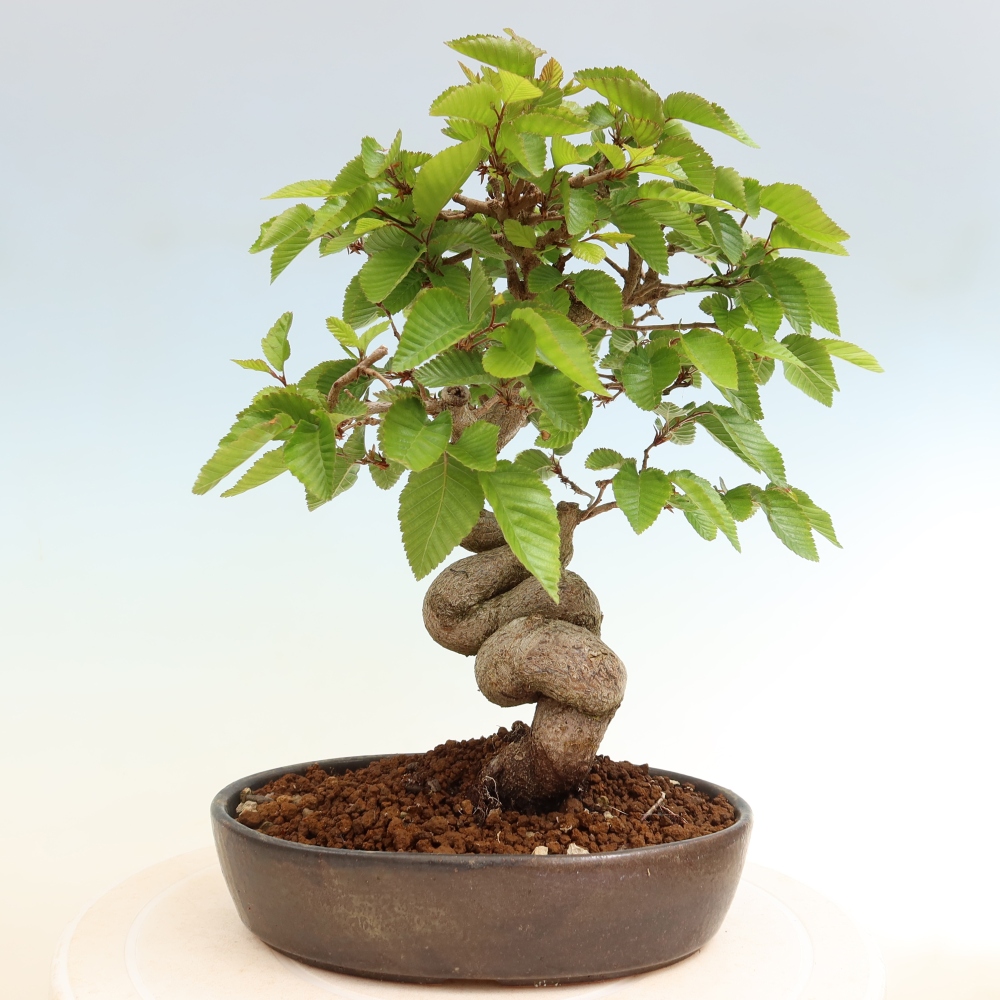 Venkovní bonsai -Carpinus coreana - Habr korejský