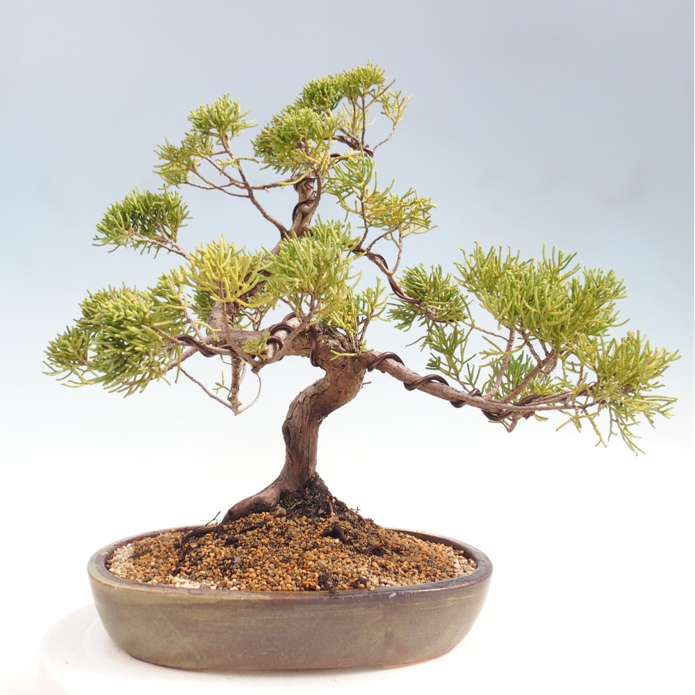 Venkovní bonsai - Juniperus chinensis Kishu -Jalovec čínský