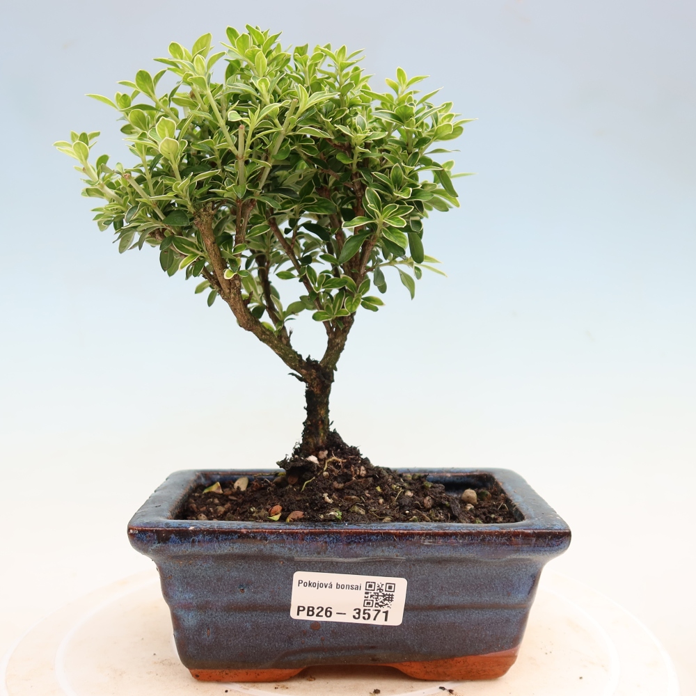 Pokojová bonsai - Serissa foetida Variegata - Strom tisíce hvězd