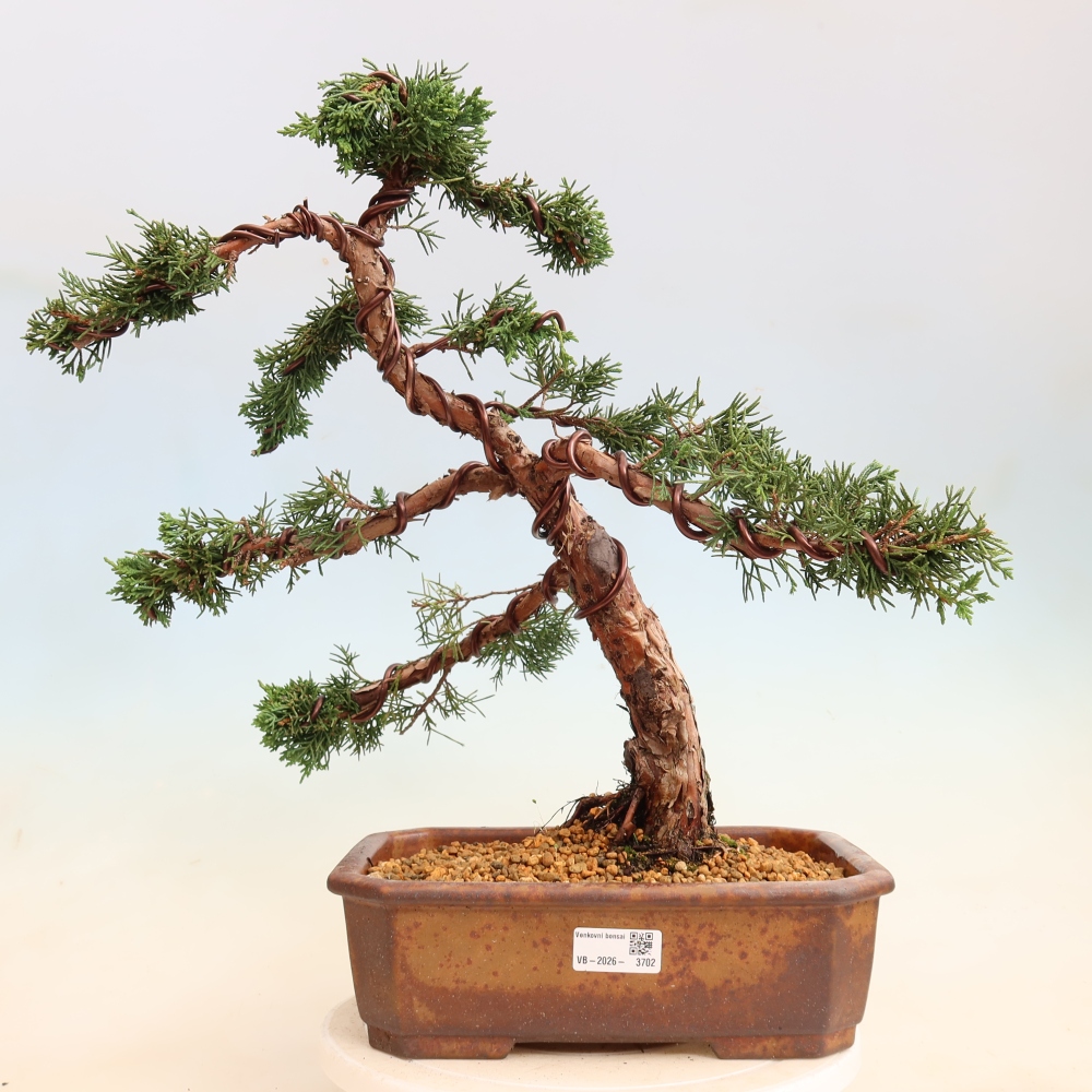 Venkovní bonsai - Juniperus chinensis Kishu -Jalovec čínský