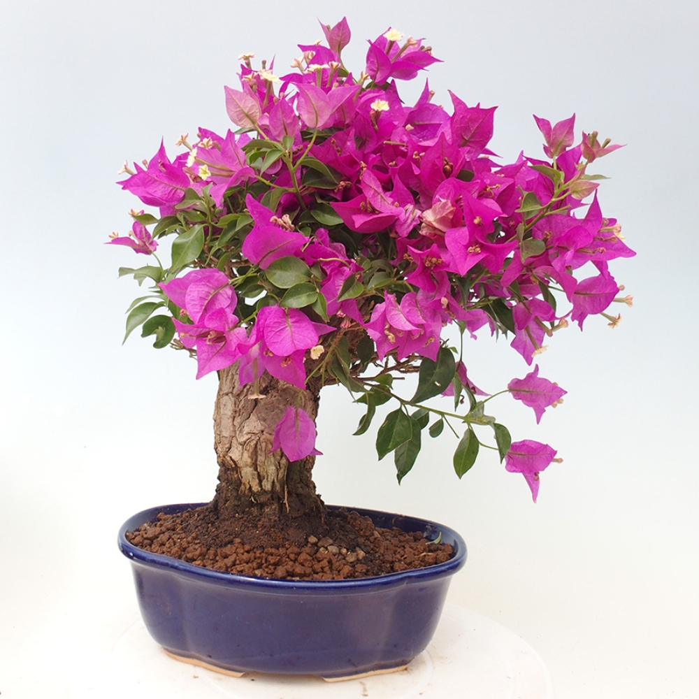 Pokojová bonsai - Bouganwilea