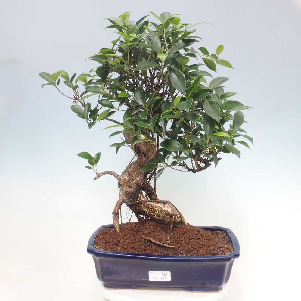 Pokojová bonsai - Ficus kimmen -  malolistý fíkus