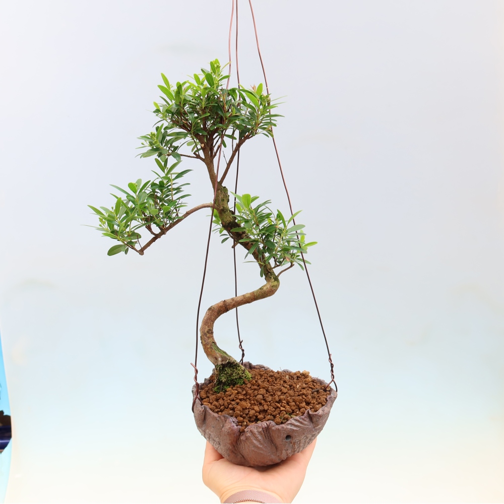 Kokedama v keramice -Syzygium - Pimentovník