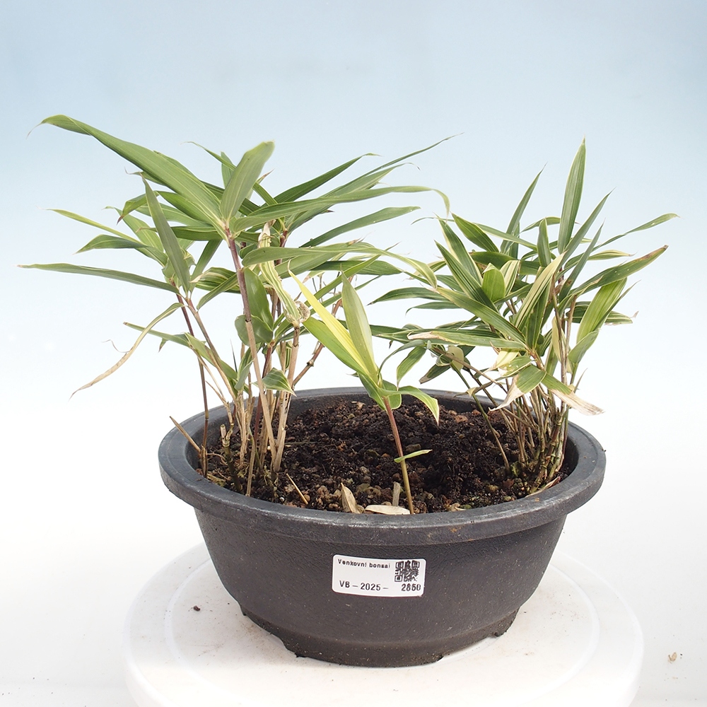 Venkovní bonsai - Sasaella masamuneana Albostriata - Bambus panašovaný