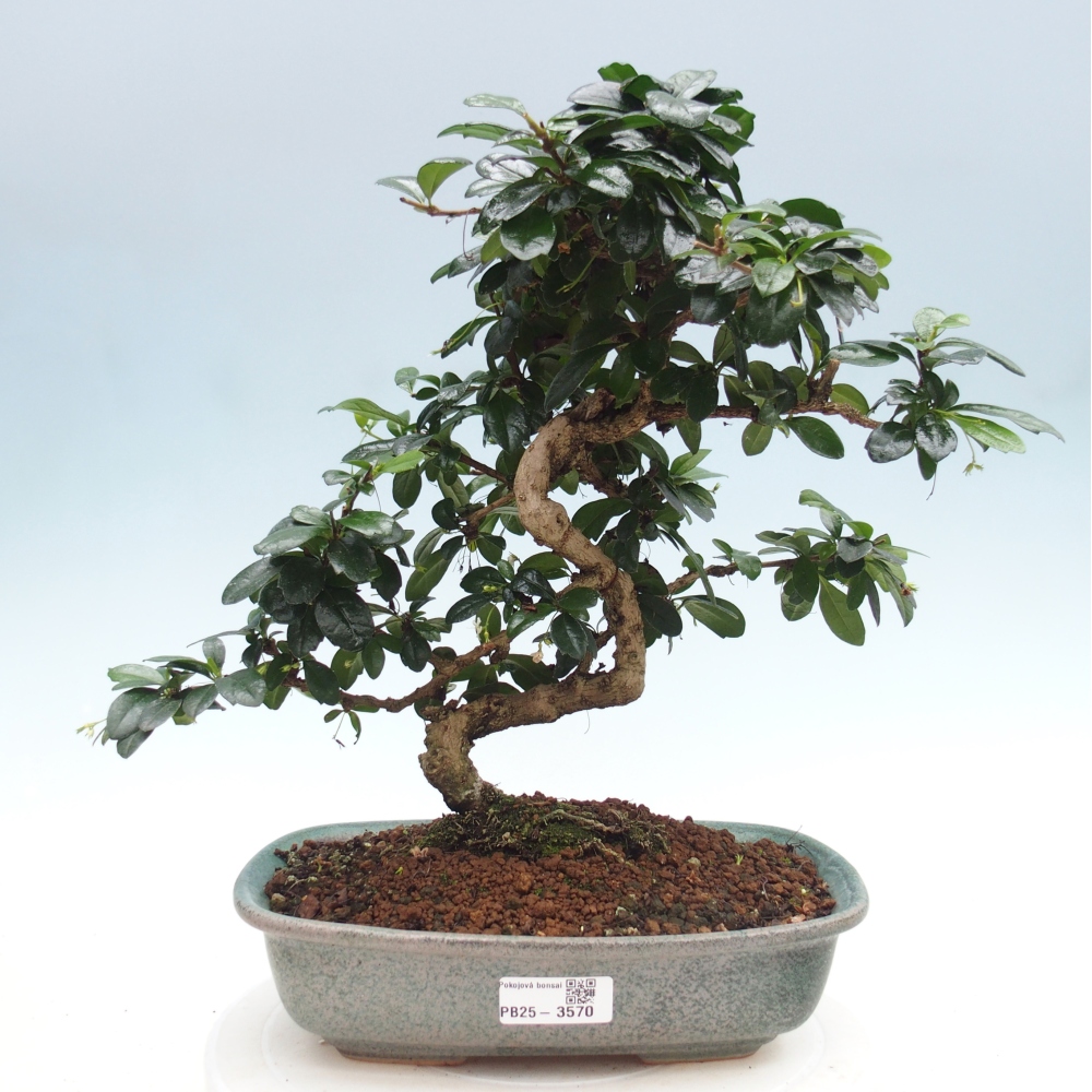 Pokojová bonsai - Carmona macrophylla - Čaj fuki