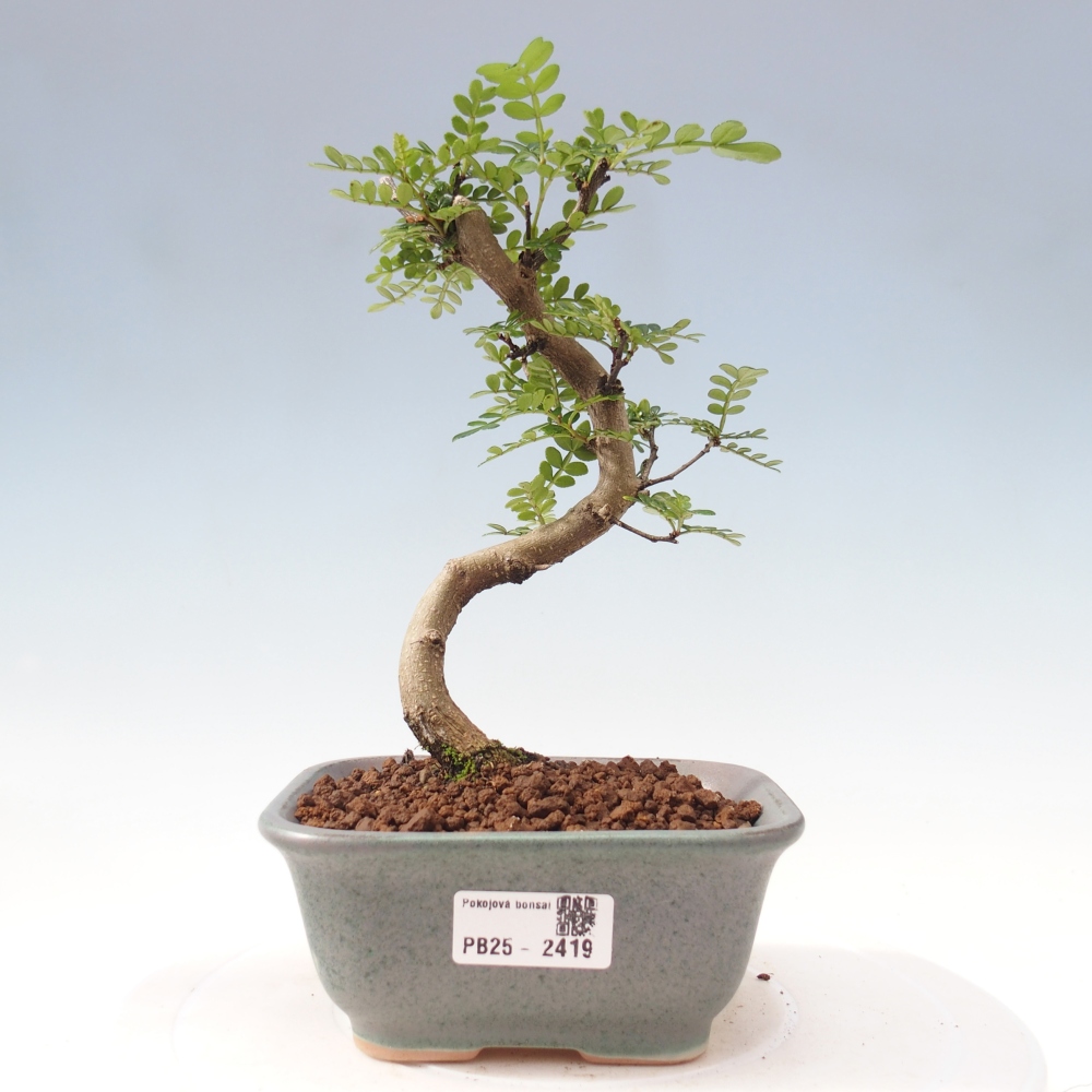 Pokojová bonsai - Zantoxylum piperitum - pepřovník