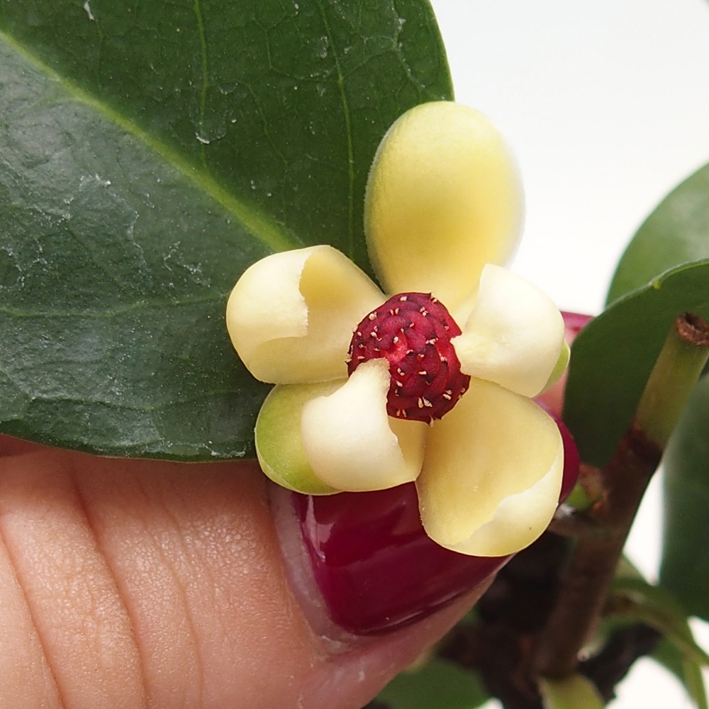 Pokojová bonsai- Kadsura japonica 