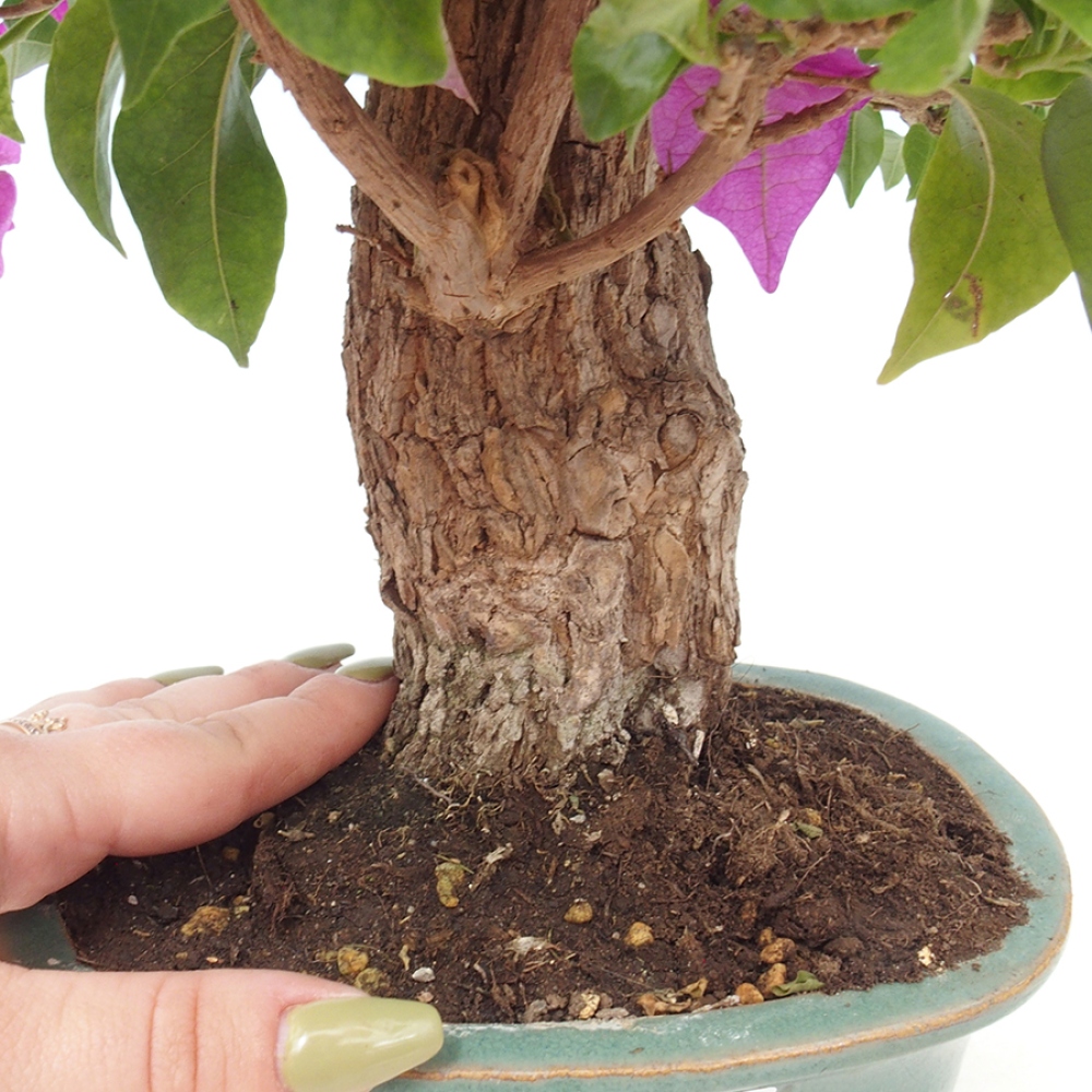 Pokojová bonsai - Bouganwilea