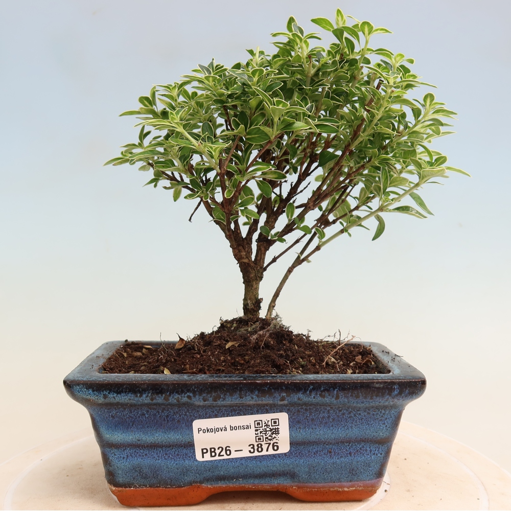 Pokojová bonsai - Serissa foetida Variegata - Strom tisíce hvězd