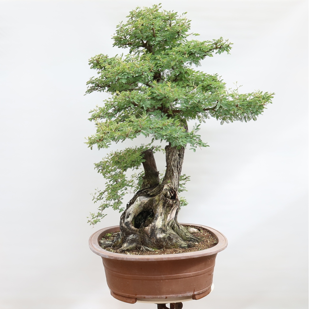 Pokojová bonsai - Akacia Arabica