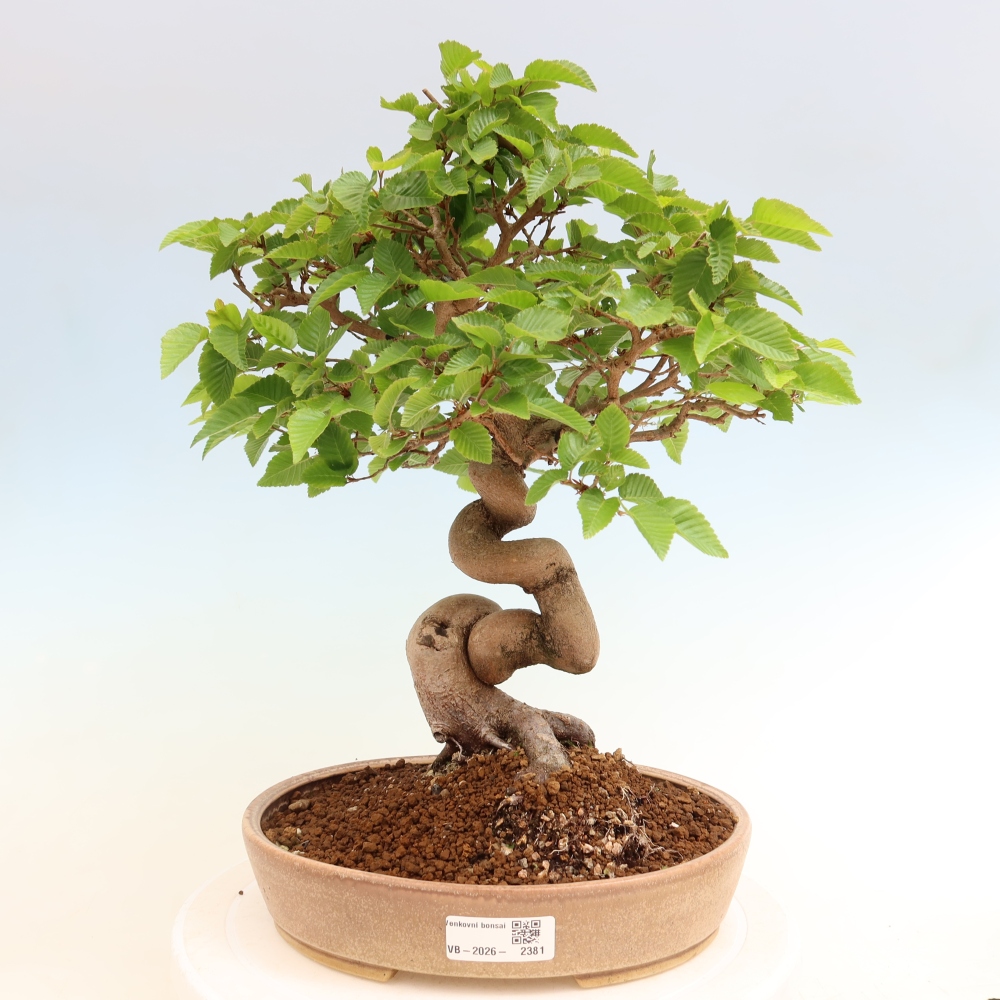 Venkovní bonsai -Carpinus coreana - Habr korejský