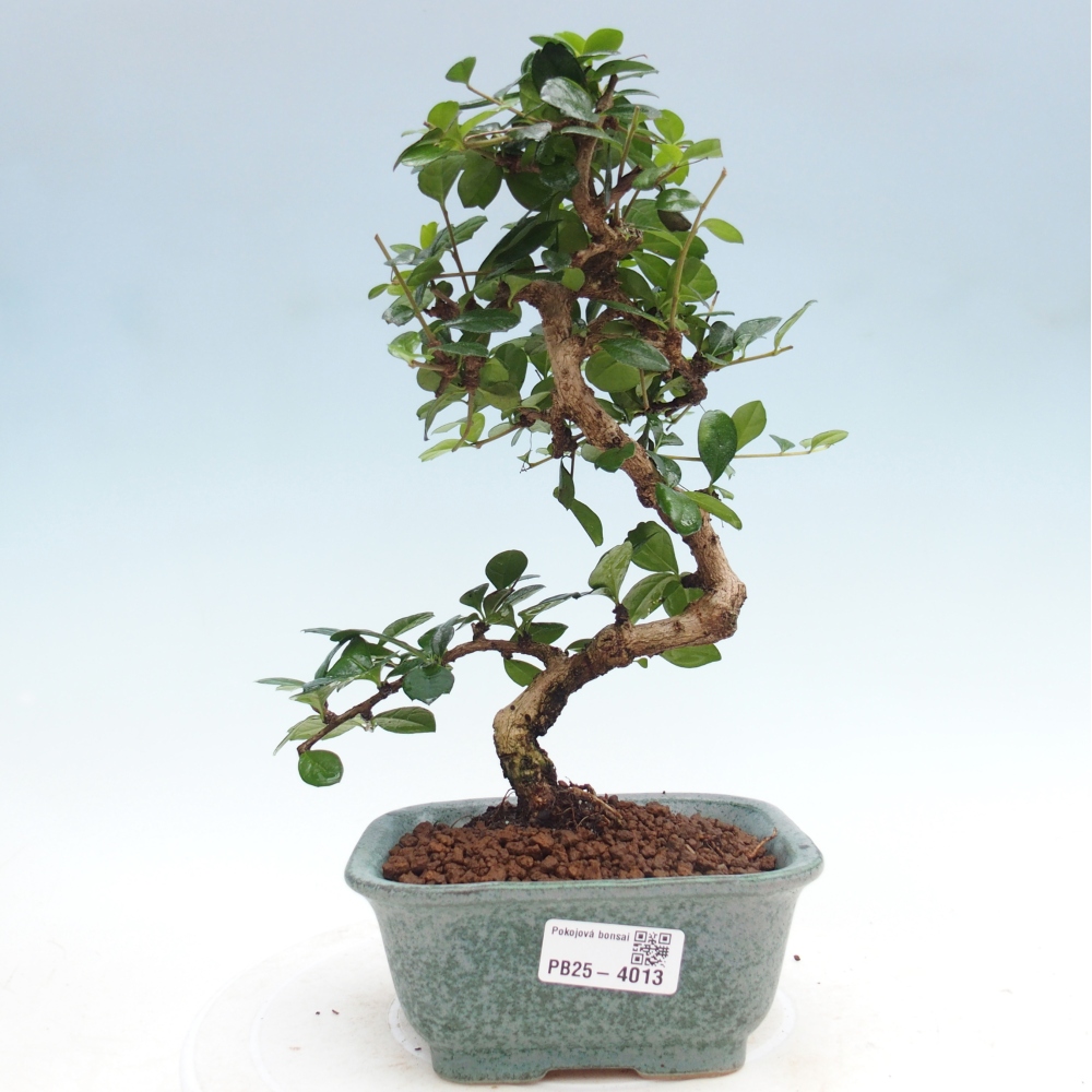 Pokojová bonsai - Carmona macrophylla - Čaj fuki