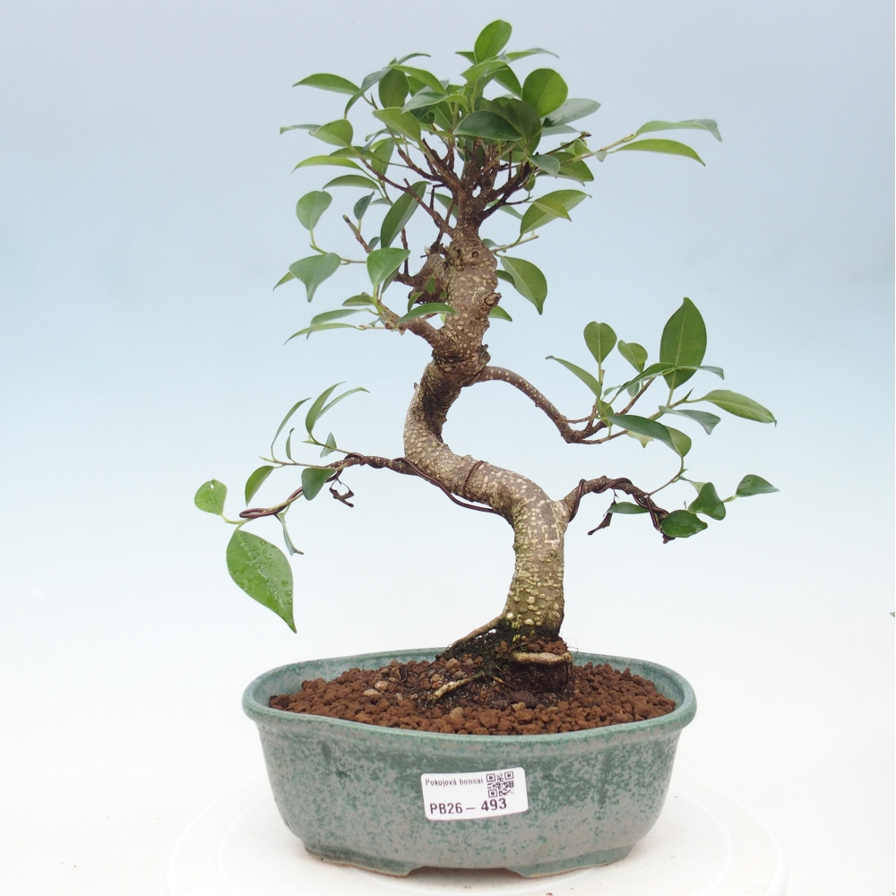 Pokojová bonsai - Ficus retusa -  malolistý fíkus