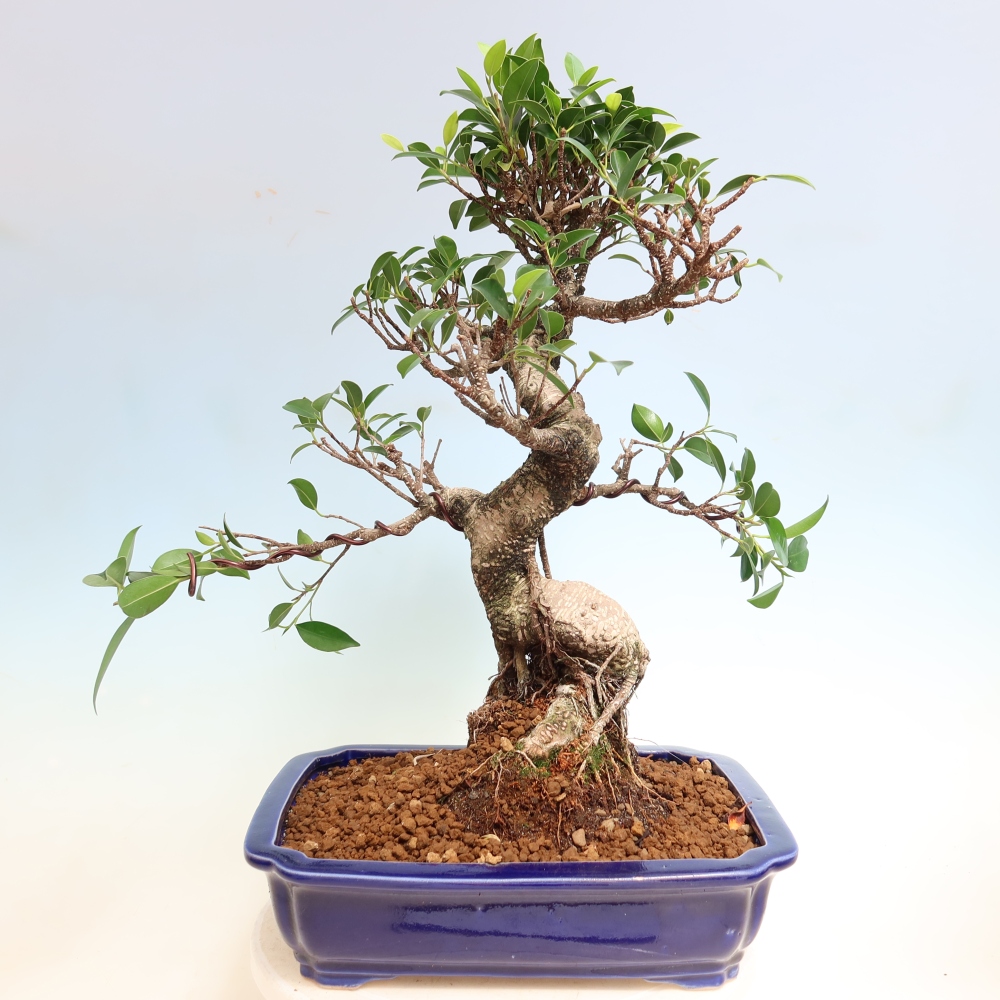 Pokojová bonsai - Ficus kimmen -  malolistý fíkus