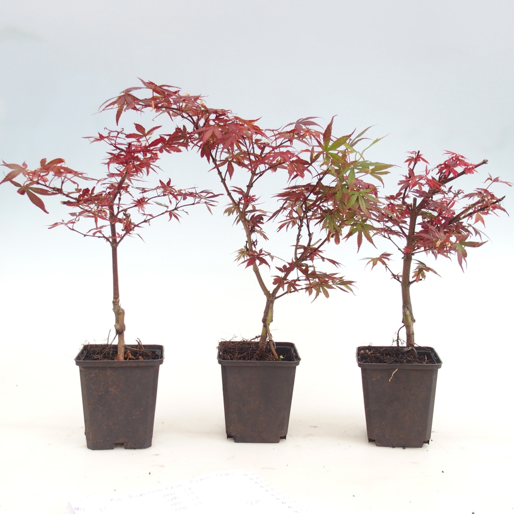 Venkovní bonsai -Javor dlanitolistý  - Acer palmatum Berry Broom v kontejneru
