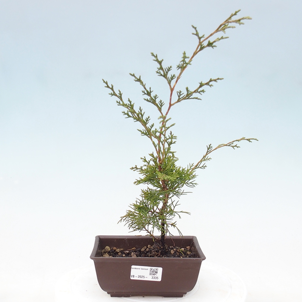 Venkovní bonsai - Juniperus chinensis Itoigawa -Jalovec čínský