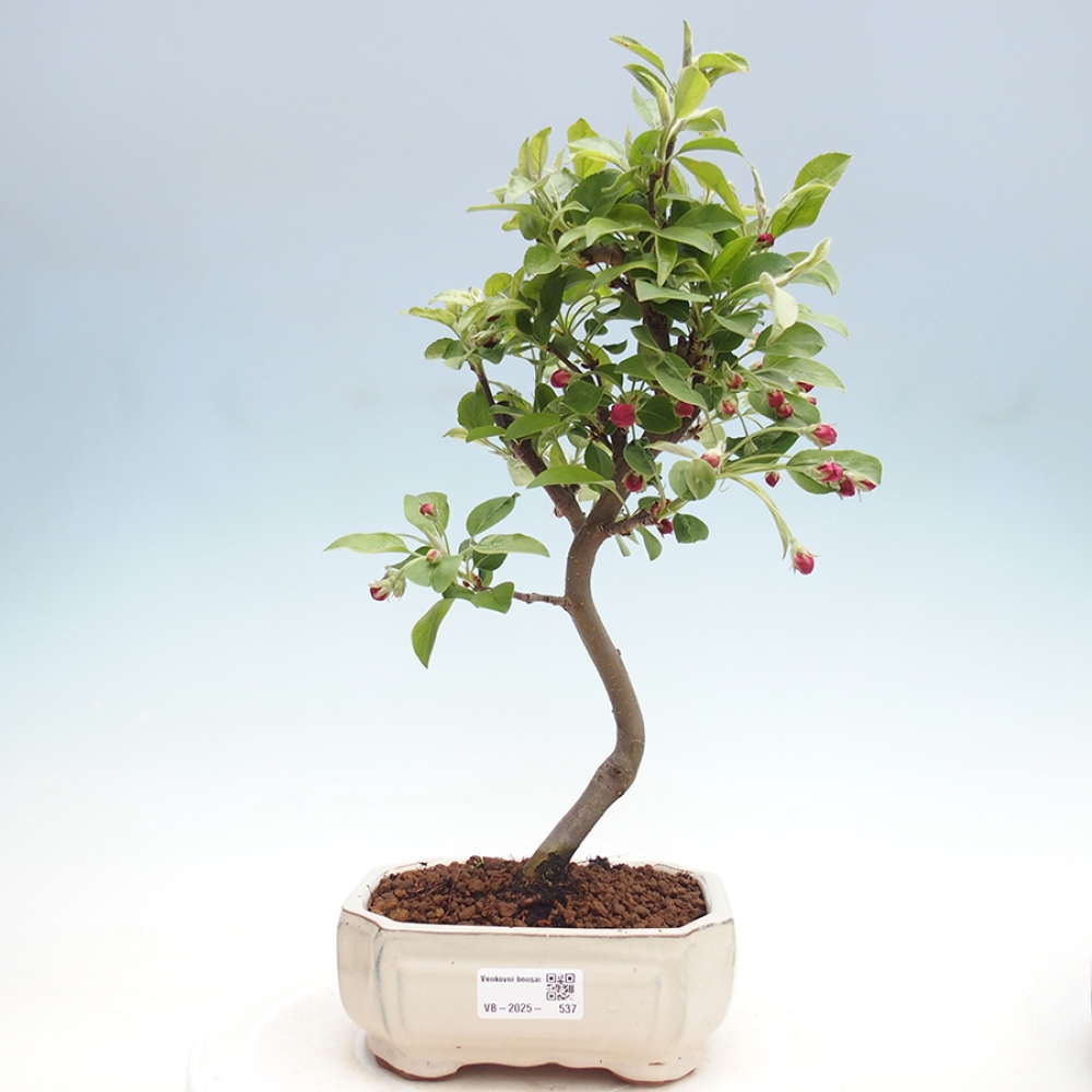 Venkovní bonsai -Malus halliana - Maloplodá jabloň