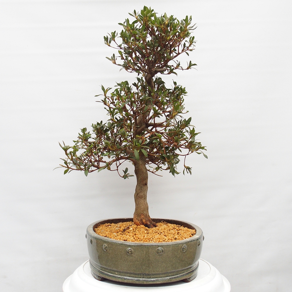 Venkovní bonsai - Japonská azalka - Azalea Chihiro